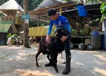 Menangguk Untung dari Domba Lewat Tiktok