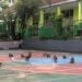 SMAN 1 Ciampea Diserbu Sekawanan Monyet Hutan
