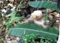 Sesosok Jasad Bayi Ditemukan Warga Diantara Tumukan Sampah Kalibaru
