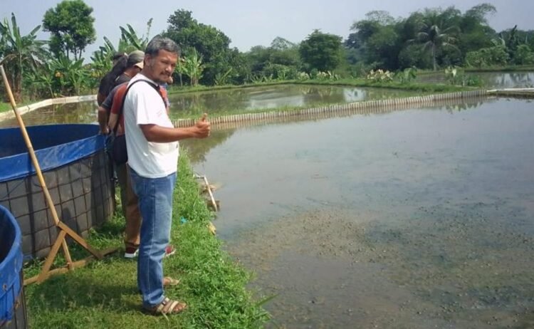 Mendulang Uang dari Cacing Sutra, Raup Puluhan Juta Setiap Bulan
