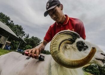 Biar Tampil 'Ganteng', Domba Garut di Kota Bogor Rutin di Salon