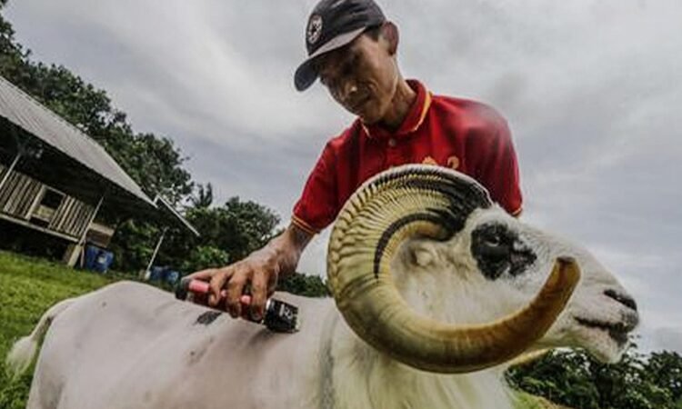 Biar Tampil 'Ganteng', Domba Garut di Kota Bogor Rutin di Salon