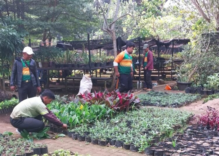 Intip Pembibitan Taman Heulang untuk Tambal Sulam Tanaman