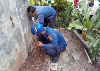 14 Ekor Anak Ular Kobra diCibinong