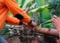 Tiang dan Kabel 'Tak Bertuan' di Kota Bogor Siap-siap Dieksekusi