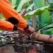 Tiang dan Kabel 'Tak Bertuan' di Kota Bogor Siap-siap Dieksekusi