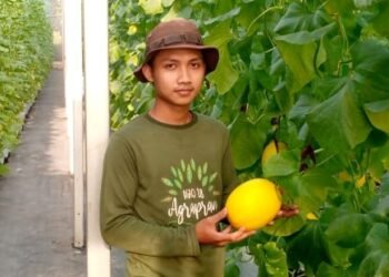 Melon Minion Asal Cikarawang, Si Kecil Manis yang Laris