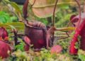 Taman Nepenthes, Wisata Edukasi Kantong Semar yang Diminati Pengunjung