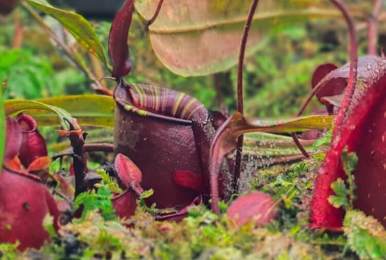 Taman Nepenthes, Wisata Edukasi Kantong Semar yang Diminati Pengunjung