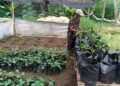 Warga Cibanteng Sulap Lahan Tidur Jadi Produktif