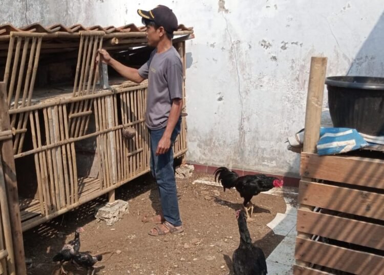 Beternak Ayam Ala Karang Taruna Desa Cibanteng