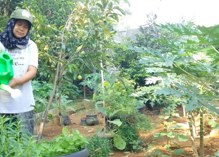 Mengenal Kampung Buntar Sentra Manisan Pala Khas Kota Bogor