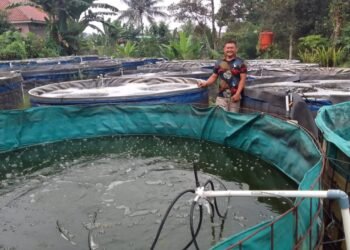 Budidaya Ikan Nila Sistem Bioflok Dulang Cuan Puluhan Juta Per Bulan