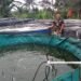 Budidaya Ikan Nila Sistem Bioflok Dulang Cuan Puluhan Juta Per Bulan