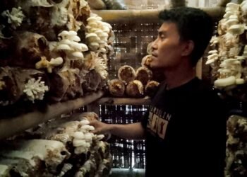 Syarif Hidayat Bertahan Hidup Bersama Jamur Tiram