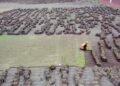 Kondisi Rumput Stadion Pakansari Terkini