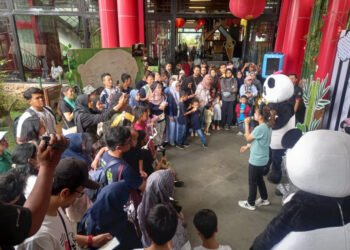 Meriah! Ulang Tahun ke-13 Giant Panda Cai Tao, Taman Safari Bogor Bagi-Bagi Doorprize Untuk Pengunjung