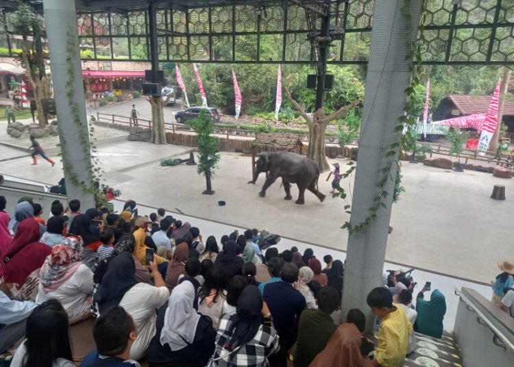 World Elephant Day 2023, Taman Safari Bogor Ajak Pengunjung Lestarikan Hutan dan Lindungi Gajah Lewat Teater