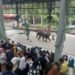 World Elephant Day 2023, Taman Safari Bogor Ajak Pengunjung Lestarikan Hutan dan Lindungi Gajah Lewat Teater