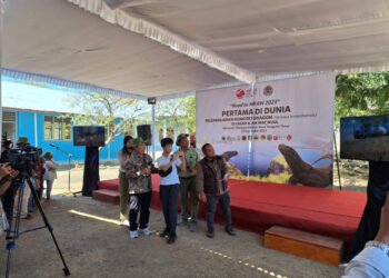 Enam Ekor Komodo Hasil Breeding Taman Safari Indonesia, PT Smelting dan KLHK RI Akhirnya Dilepasliarkan ke Cagar Alam Wae Wuul NTT
