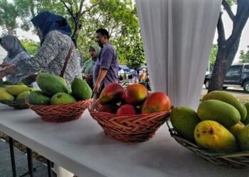 Permintaan Ekspor Mangga Indonesia Cukup Tinggi di Timur Tengah