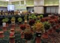 Ratusan Aglaonema Nusantara Adu Keindahan di Bogor