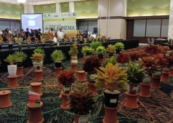 Ratusan Aglaonema Nusantara Adu Keindahan di Bogor