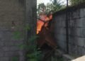 Si Jago Merah Lahap Tumpukan Bangku-Meja Belajar di Loji