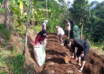 Pemkab Bogor antisipasi dampak kekeringan pada hewan ternak dengan penanaman Hijauan Pakan Ternak (HPT) (Foto : Abilly Muhamad)
