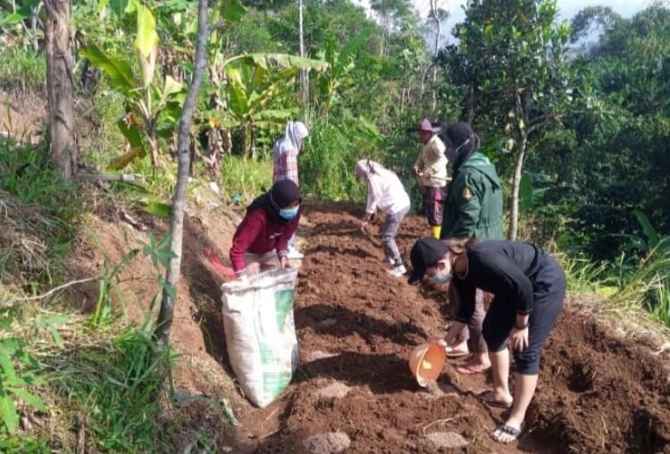 Pemkab Bogor antisipasi dampak kekeringan pada hewan ternak dengan penanaman Hijauan Pakan Ternak (HPT) (Foto : Abilly Muhamad)