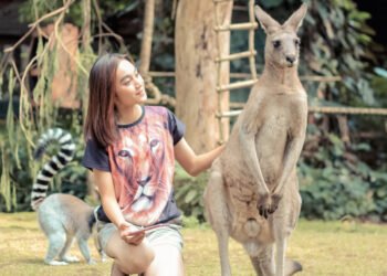 Rasakan Sensasi Bercengkerama dan Feeding Kanguru Australia di Taman Safari Bogor, Cukup Bayar Rp35 Ribu Saja!