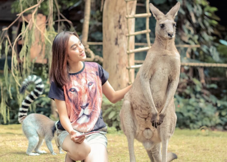 Rasakan Sensasi Bercengkerama dan Feeding Kanguru Australia di Taman Safari Bogor, Cukup Bayar Rp35 Ribu Saja!