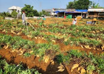 Jaga Ketahanan Pangan,   Desa Banjarwangi Ubah Sawah Menjadi Kebun Ubi