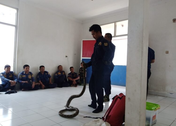 Damkar Beri Tips Tangani Hewan Berbisa di Rumah : Jangan Panik, Awasi Pergerakannya