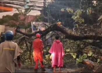 Pohon Tumbang di Jalan Raya Tajur, Satu Unit Mobil Tertimpa