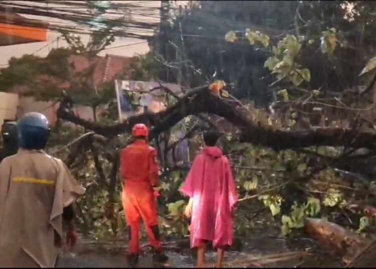 Pohon Tumbang di Jalan Raya Tajur, Satu Unit Mobil Tertimpa