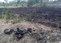 Puluhan Ular Hangus Terbakar Bikin Heboh Warga Gunungsindur