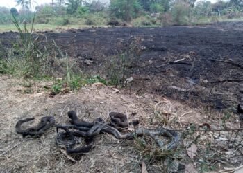 Puluhan Ular Hangus Terbakar Bikin Heboh Warga Gunungsindur