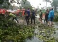 Diguyur Hujan Deras dan Angin Kencang, 15 Pohon Tumbang di Kota Bogor