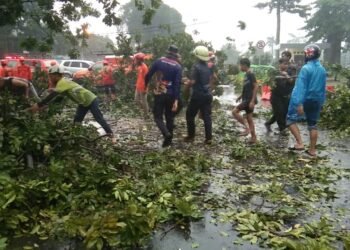 Diguyur Hujan Deras dan Angin Kencang, 15 Pohon Tumbang di Kota Bogor