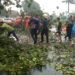 Diguyur Hujan Deras dan Angin Kencang, 15 Pohon Tumbang di Kota Bogor