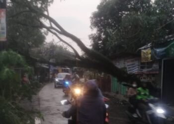 Rumah Warga di Ciomas Hancur Tertimpa Pohon Tumbang