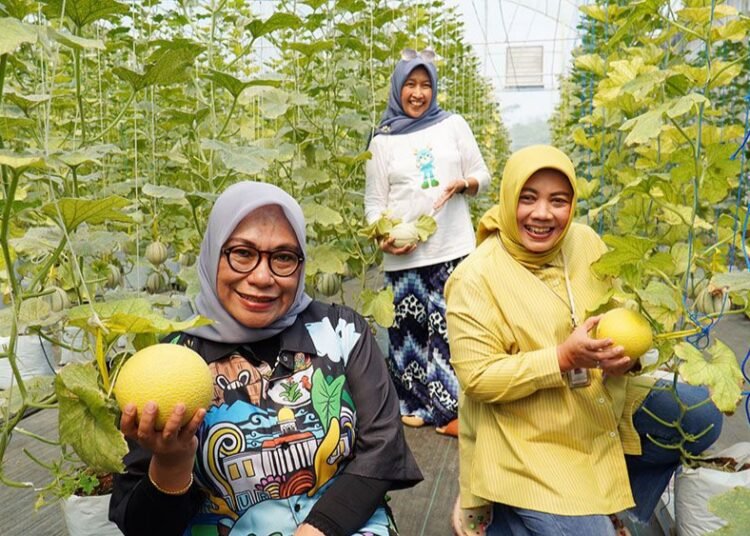Wisata Buah di Bogor, Sensasi Makan Melon Hasil Petik Sendiri