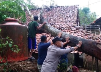 Rumah Warga di Nanggung Hancur Tertimpa Pohon Setinggi 20 Meter