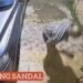 Maling Sandal di Leuwiliang Terekam CCTV, Pemilik Rumah : Sudah 5 Pasang Hilang