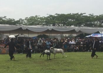 Digelar di Pakansari, Pemkab Bogor Harap Festival Ketangkasan Domba Jadi Ajang Promosi Daerah