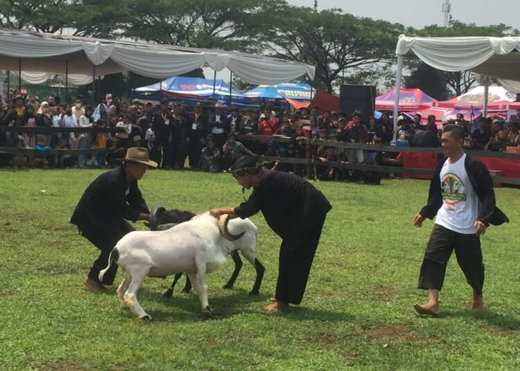 Festival Seni Ketangkasan Domba di Kabupaten Bogor Bisa Tingkatkan Pariwisata dan UMKM