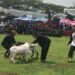 Festival Seni Ketangkasan Domba di Kabupaten Bogor Bisa Tingkatkan Pariwisata dan UMKM