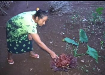 Tumbuh di Tengah Pemukiman, Bunga Bangkai Bikin Heboh Warga Cileungsi