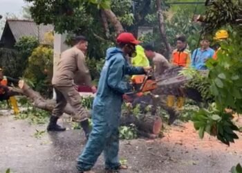 Seorang Kakek di Cariu Alami Luka Usai Tertimpa Pohon Tumbang
